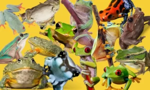 A fauna em meu jardim