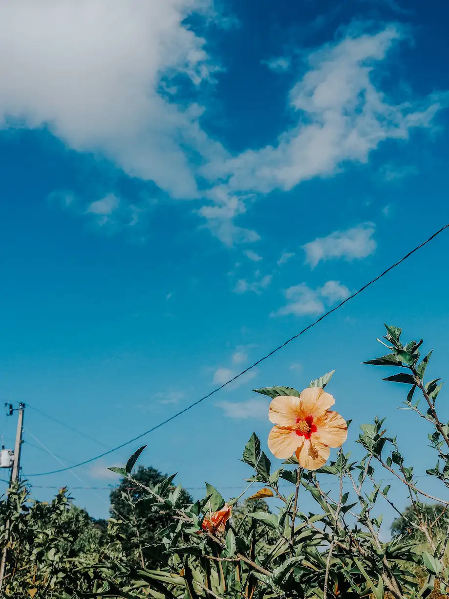 Registro de um flo amarela se destacando contra o céu azul, tirada durante o isolamento no sítio