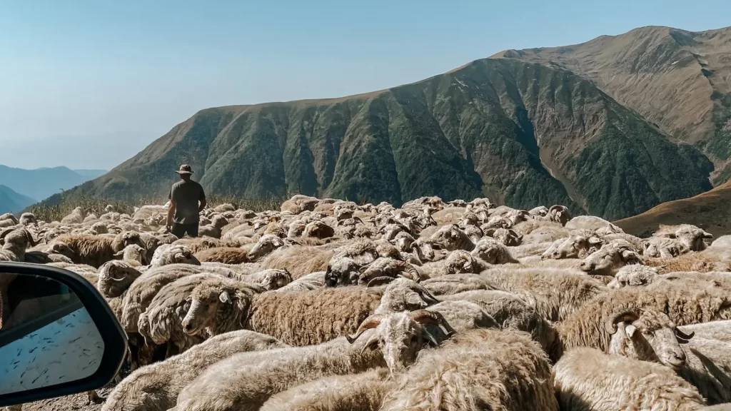 Pastor toca um rebanho de ovelhas na estrada da morte que leva a tusheti, na Geórgia
