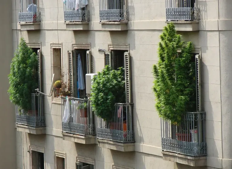 Como funcionam os clubes de maconha de Barcelona