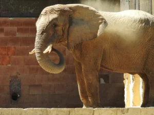Pelo fim dos zoológicos